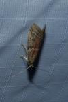 Ephestia