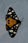 Arctia villica