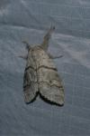 Calliteara pudibunda