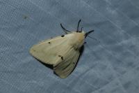 Spilarctia lutea