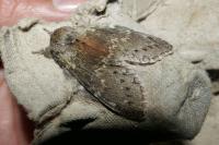 Stauropus fagi