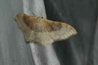 Idaea degeneraria
