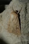 Mythimna vitellina