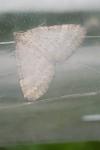 Perizoma albulata