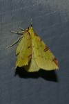 Opisthograptis luteolata