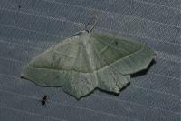 Campaea margaritaria