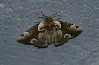 Thyatira batis