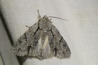 Acronicta psi/tridens