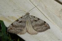 Aplocera efformata/plagiata