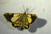 Bupalus piniaria