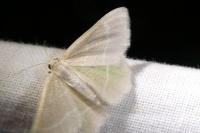 Chlorissa