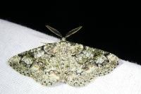 Cleorodes lichenaria