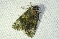 Craniophora ligustri