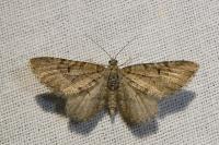 Eupithecia intricata