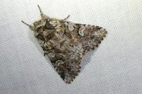 Pachetra sagittigera