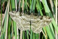 Peribatodes rhomboidaria rhomboidaria