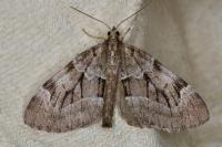 Epilobophora sabinata