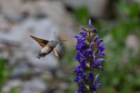 Macroglossum stellatarum