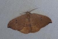 Watsonalla uncinula