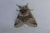 Furcula furcula