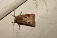 Agrotis exclamationis exclamationis