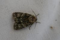 Acronicta rumicis