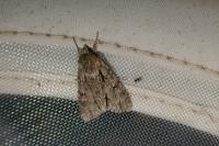 Acronicta psi/tridens