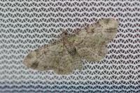 Pasiphila rectangulata