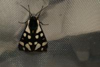 Arctia villica