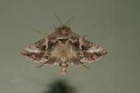 Autographa gamma