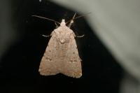 Caradrina flavirena