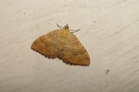 Camptogramma bilineata