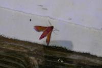 Deilephila porcellus