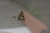 Eudonia delunella