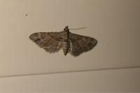 Gymnoscelis rufifasciata