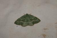 Hylaea fasciaria