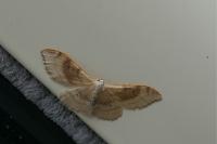 Idaea degeneraria