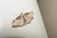 Idaea filicata