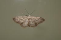 Idaea seriata
