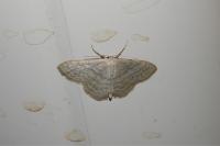 Idaea subsericeata