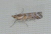 Ancylosis cinnamomella