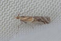 Ancylosis cinnamomella