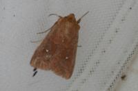 Mythimna albipuncta