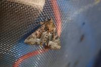 Oligia strigilis/versicolor