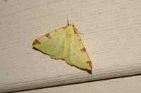 Opisthograptis luteolata