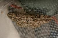 Peribatodes rhomboidaria rhomboidaria