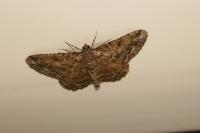 Peribatodes rhomboidaria rhomboidaria