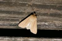 Mythimna pallens