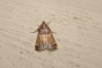 Pyralis farinalis