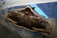 Saturnia pyri